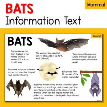 蝙蝠在家裡|蝙蝠資訊站 Bats information about Taiwan